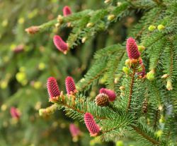 Ель обыкновенная Акрокона (Picea abies ACROCONA)