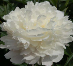 Пион Прохлада (Paeonia Prohlada)