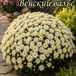 Хризантема мультифлора Венский вальс