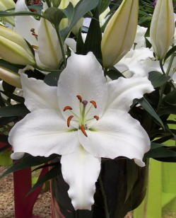 Лилия Нова Зембла (Lilium hybrid oriental Nova Zembla)