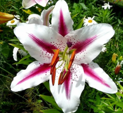 Лилия восточная Хотспот (Lilium Oriental hybrid Hotspot)
