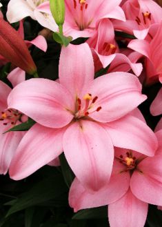 Лилия ЛА-гибрид Чайковский (Lilium LA-hybrid Tsjaikowski)