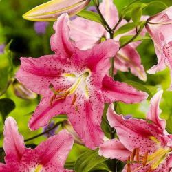 Лилия восточная Пезаро (Lilium oriental Pesaro)