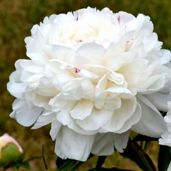 Пион Лебедь (Paeonia Lybed)