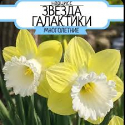 Нарцисс «Звезда Галактики» 10шт