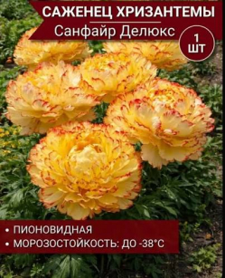 Хризантема Санфайр Делюкс
