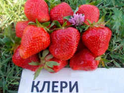Клубника Клери 10 шт