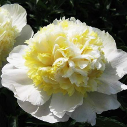 Пион Ласковое лето (Paeonia Laskovoye Leto)