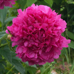 Пион Старинный романс (Paeonia Starinnyi Romance)