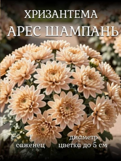 Хризантема Арес Шампань (Ares Champagne)