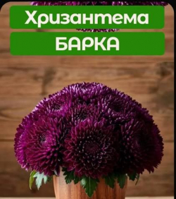 Хризантема Барка