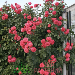 Розанна