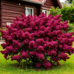Сирень Ред Файер