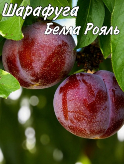 Шарафуга Белла Рояль
