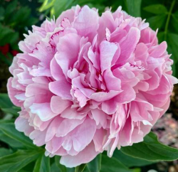 Пион Людмила Аскарова (Paeonia Lyudmila Askarova)