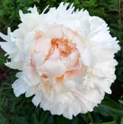 Пион Ноктюрн (Paeonia Noktjurn)