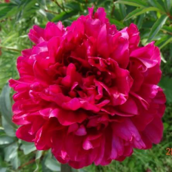 Пион Сахалин (Paeonia Sahalin)