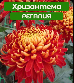 Хризантема Регалия
