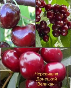 Черевишня Донецкий Великан