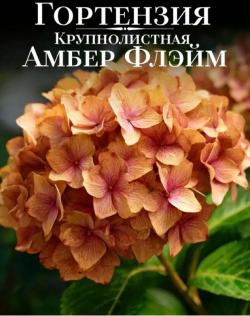 Гортензия крупнолистная Амбер Флэйм