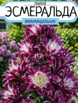 Лилия «Эсмеральда» 4шт