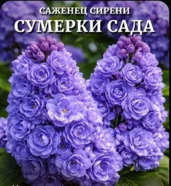 Сирень «Сумерки сада»