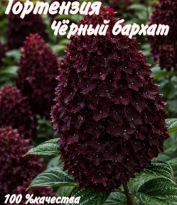 Гортензия метельчатая Чёрный бархат