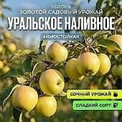 Яблоня «Уральское наливное»