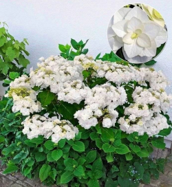 Гортензия крупнолистная Doppio Bianco (Доппио Бьянко)