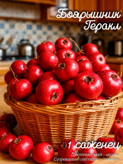 Боярышник Геракл
