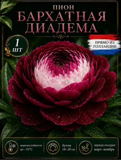 Пион Бархатная Диадема