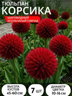 Тюльпан Корсика 10 шт