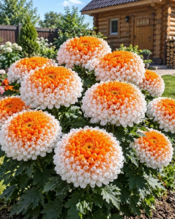 Хризантема Глори дэй