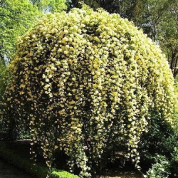 Леди Бэнкс жёлтая (Rosa banksiae lutea)