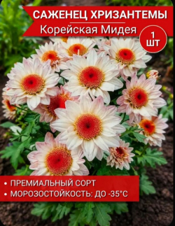 Хризантема корейская Мидея