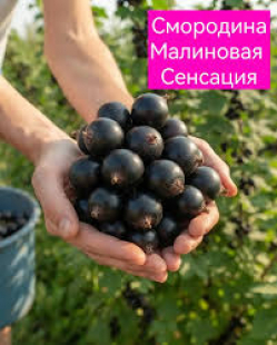 Смородина черная колоновидная Малиновая Сенсация