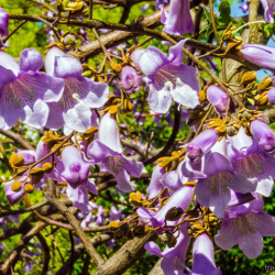 Войлочная павловния (Paulownia tomentosa)