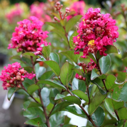 Лагерстремия индийская Берри Дазл (Lagerstroemia Berry Dazzle)