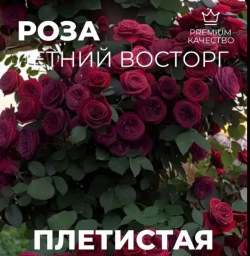 Летний восторг