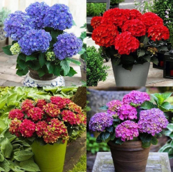 Набор из 4х крупнолистных гортензий