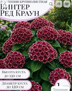 Гортензия крупнолистная «Винтер Ред Краун»