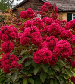 Лагерстремия Enduring Red
