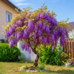 Вистерия frutescens Longwood Purple /Американская вистерия