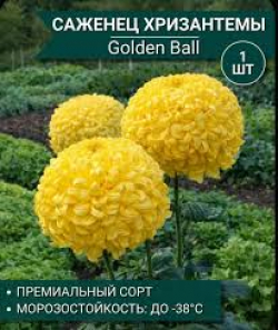 Хризантема Золотой Шар