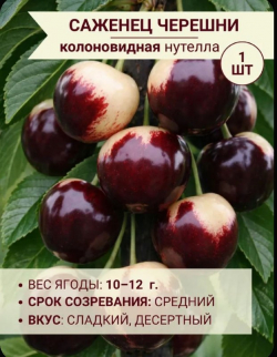 Черешня колоновидная Нутелла