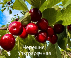 Черешня Риван