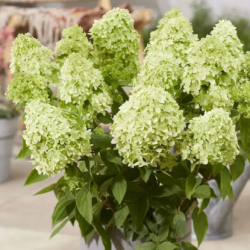 Гортензия метельчатая Bloomulus Stratix (Стратикс)