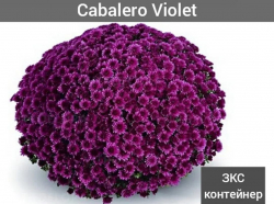 Хризантема мультифлора Cabalero Violet (Кабальеро Виолет)