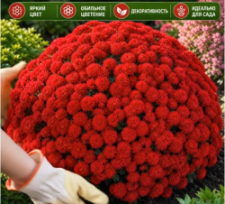 Хризантема мультифлора Power Red