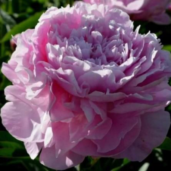Пион Краса Моего Сада (Paeonia Krasa Moego Sada)